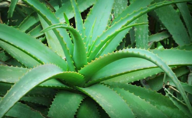 Aloe vera es un planta como el ágave
