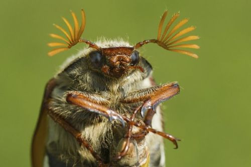 Escarabajos de mayo y junio
